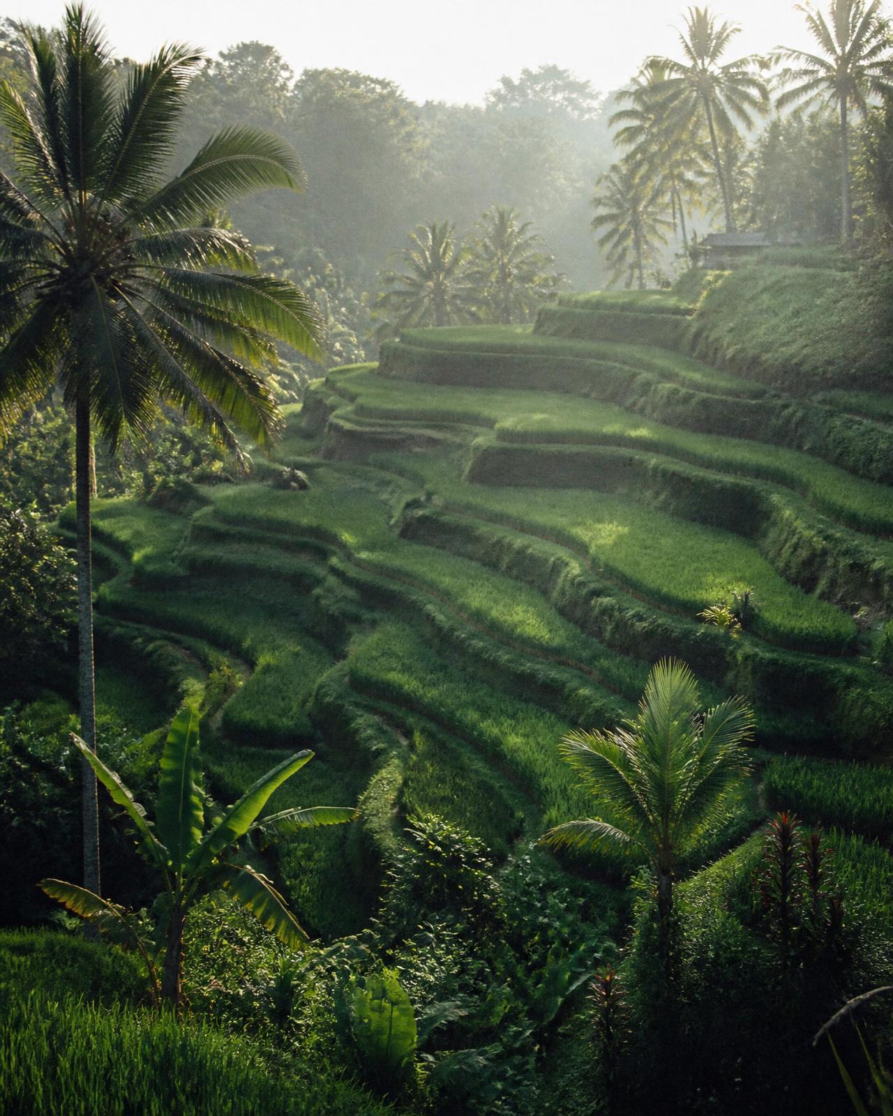 Green terraced rice fields and palms at Tegallalang, Bali